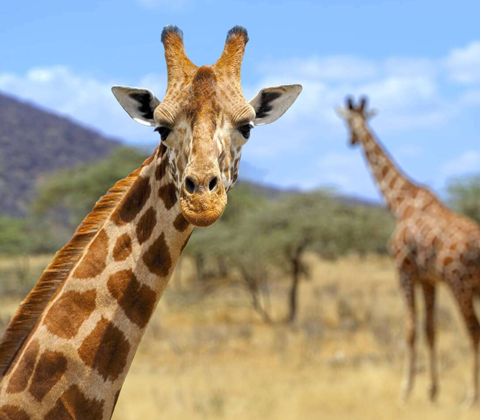 4-Days Safari Adventure! 3 National Parks Attractions