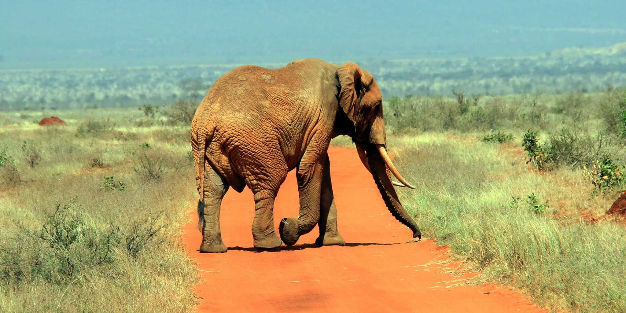 4-Days Safari Adventure! 3 National Parks