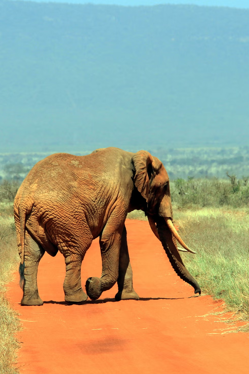 4-Days Safari Adventure! 3 National Parks