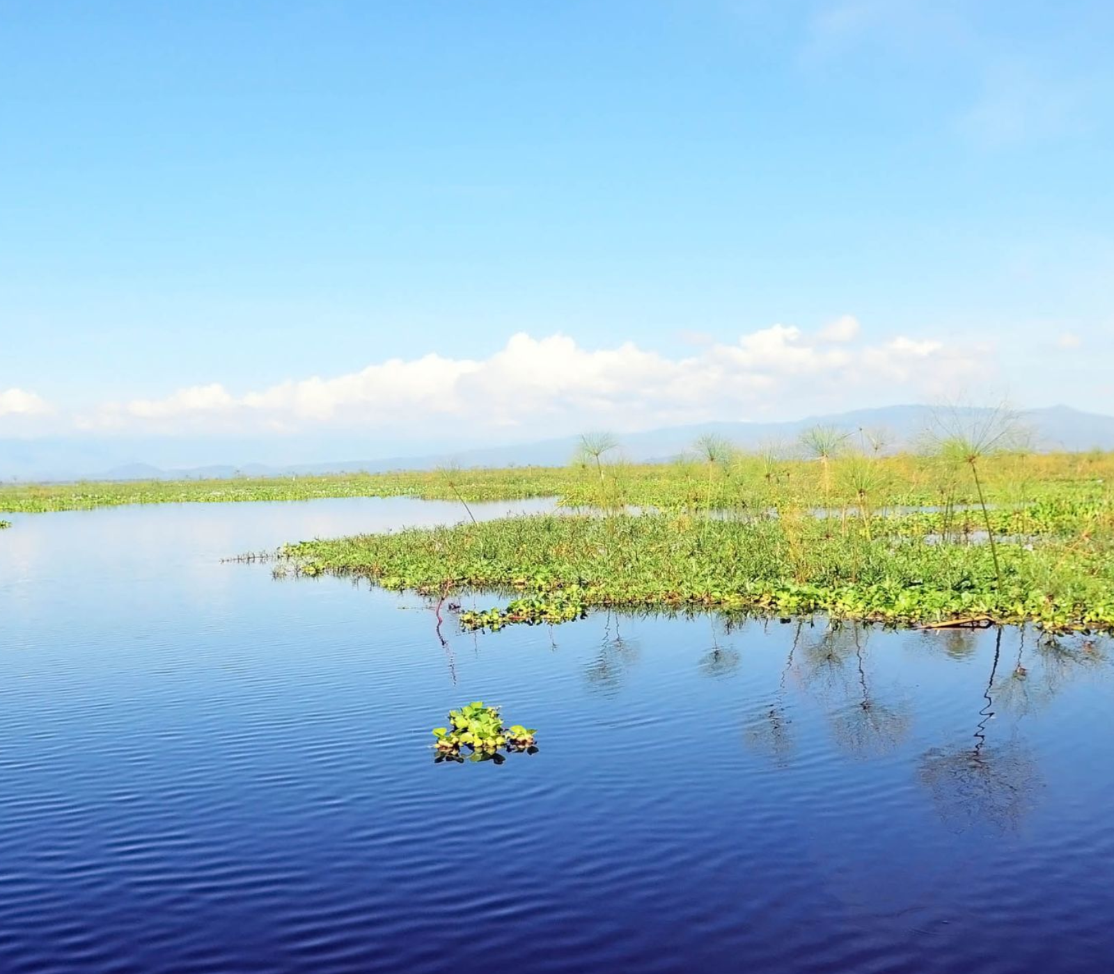 4-Days Safaris To Lake Nakuru & Naivasha, Crescent Island & Masai Mara Attractions