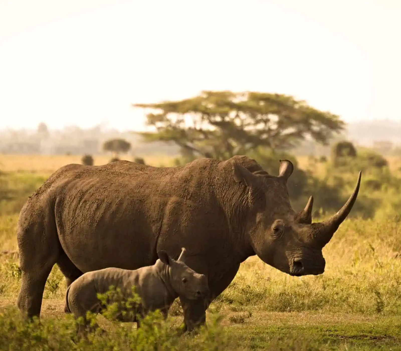 4-Days Safaris To Lake Nakuru & Naivasha, Crescent Island & Masai Mara Attractions