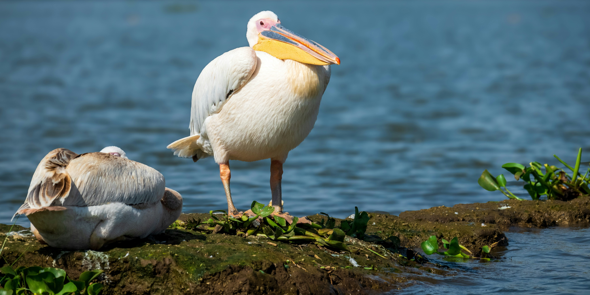 4-Days Safaris To Lake Nakuru & Naivasha, Crescent Island & Masai Mara