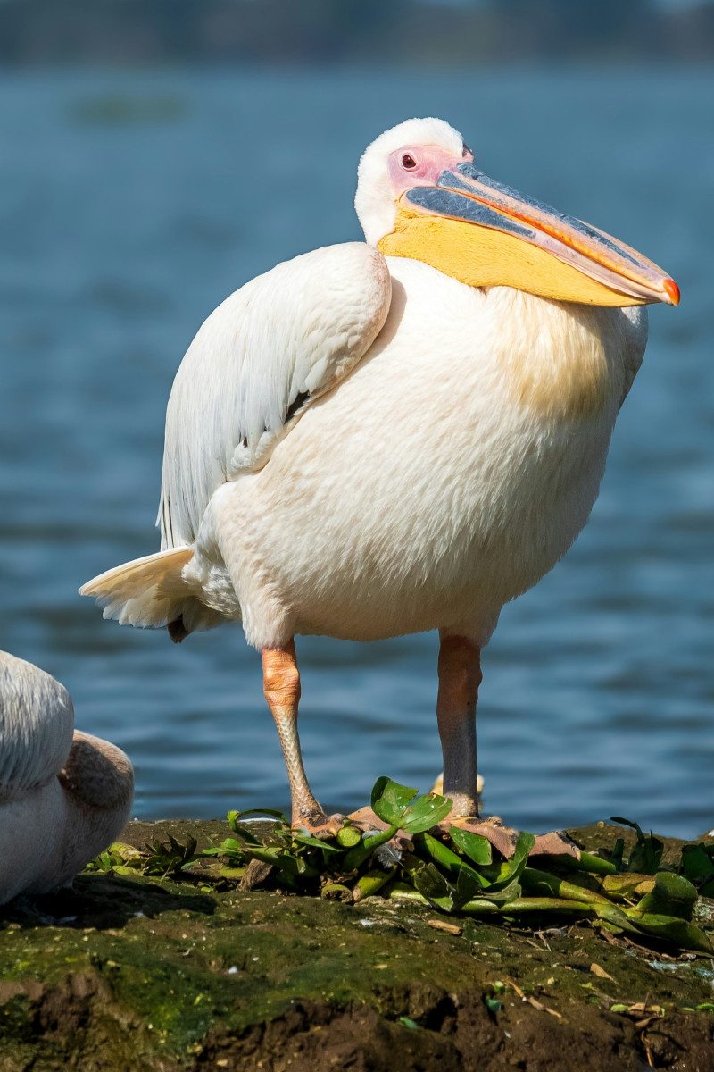 4-Days Safaris To Lake Nakuru & Naivasha, Crescent Island & Masai Mara