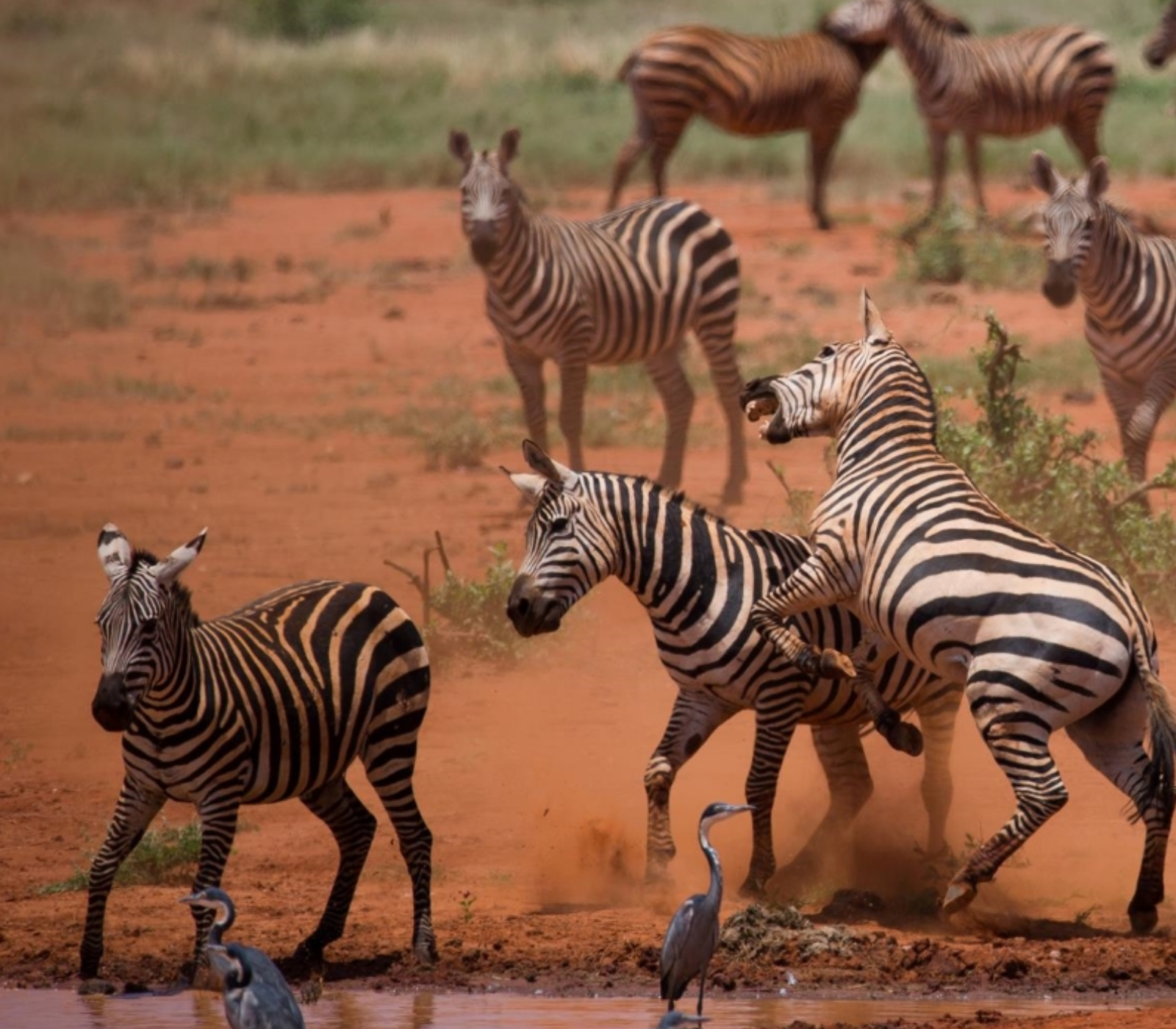 5 Days - Amboseli, Tsavo West And Tsavo East Attractions