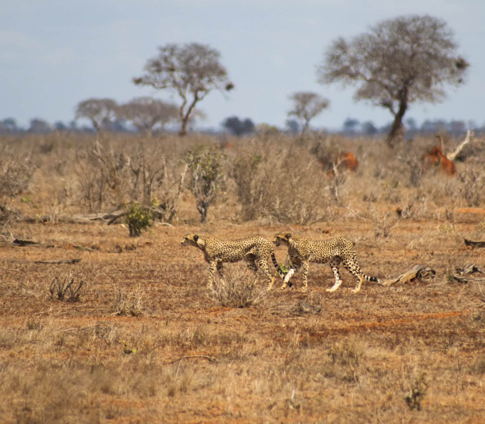 5 Days - Amboseli, Tsavo West And Tsavo East Attractions