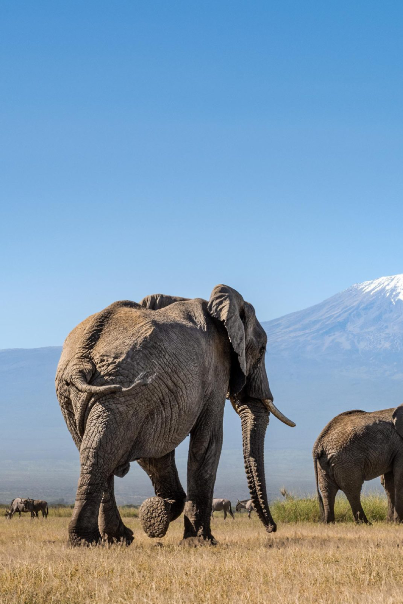 5 Days - Amboseli, Tsavo West And Tsavo East