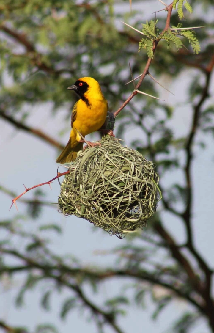 5 Days Bird Watching Safari in Rwanda