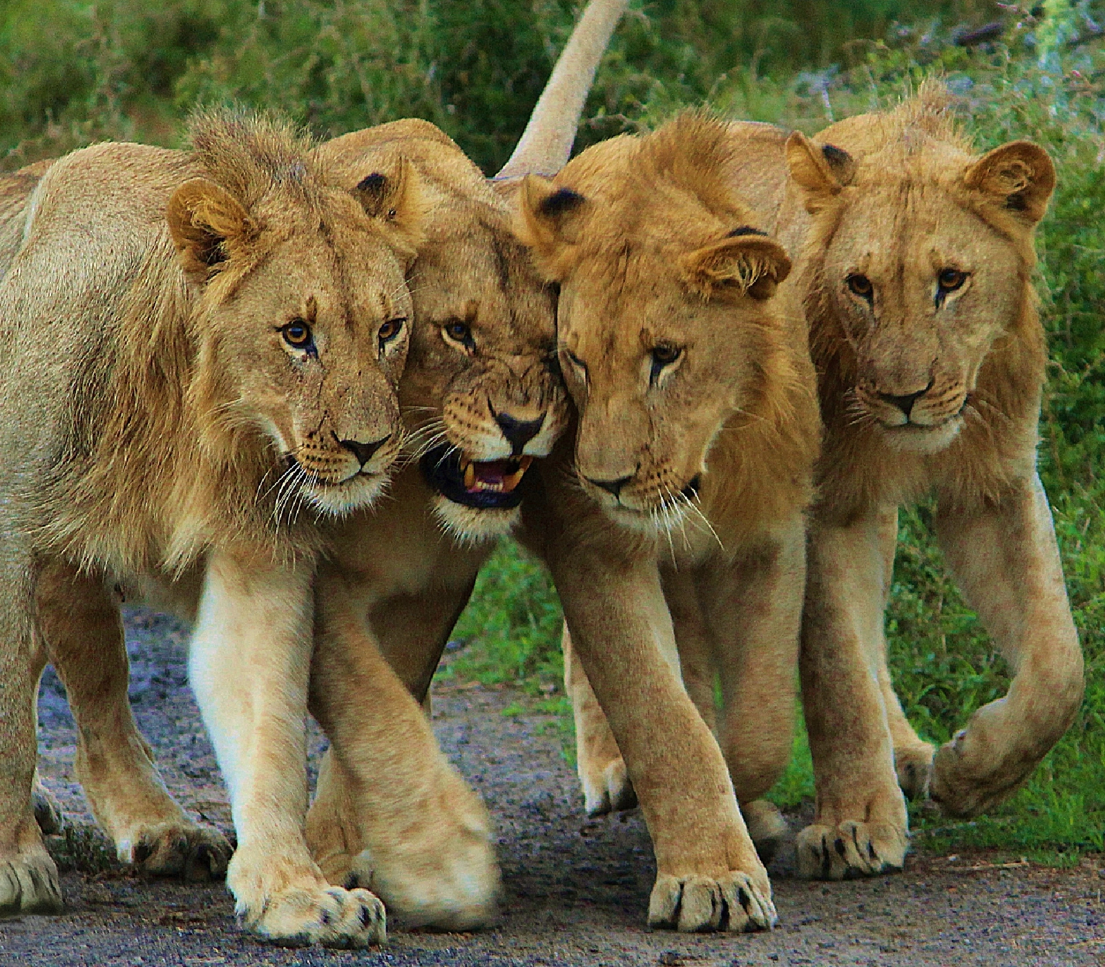 5 Days Bird Watching Safari in Rwanda Attractions