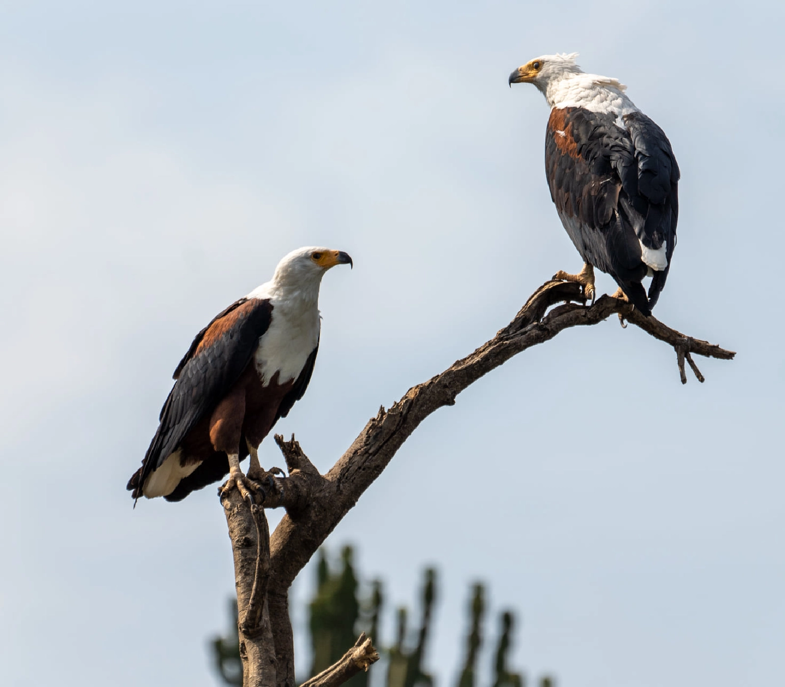 5 Days Bird Watching Safari in Rwanda Attractions