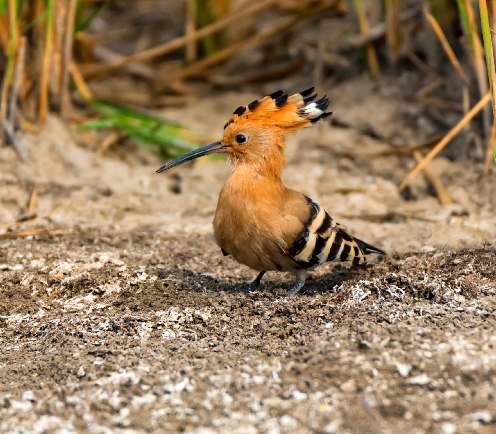 5 Days Bird Watching Safari in Rwanda Attractions