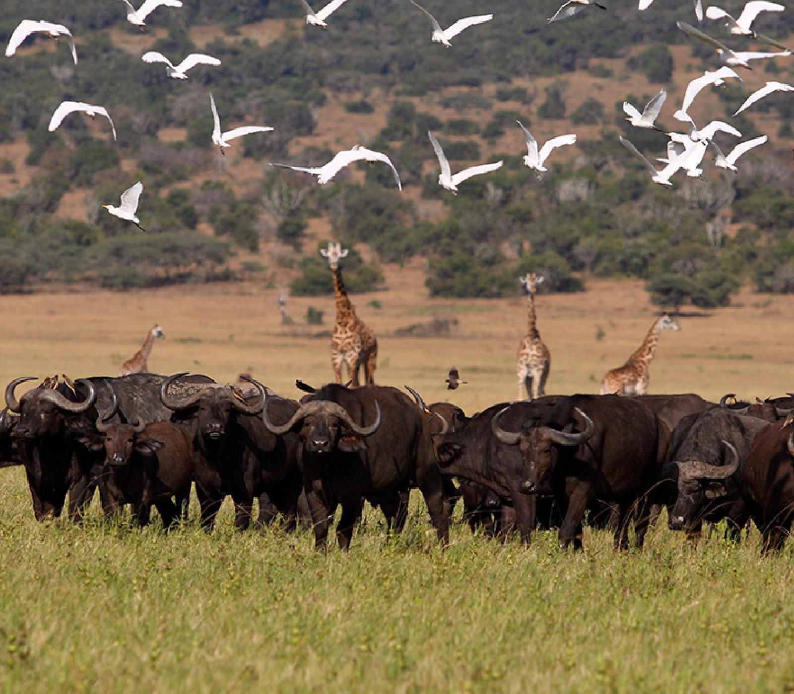 5 Days Bird Watching Safari in Rwanda