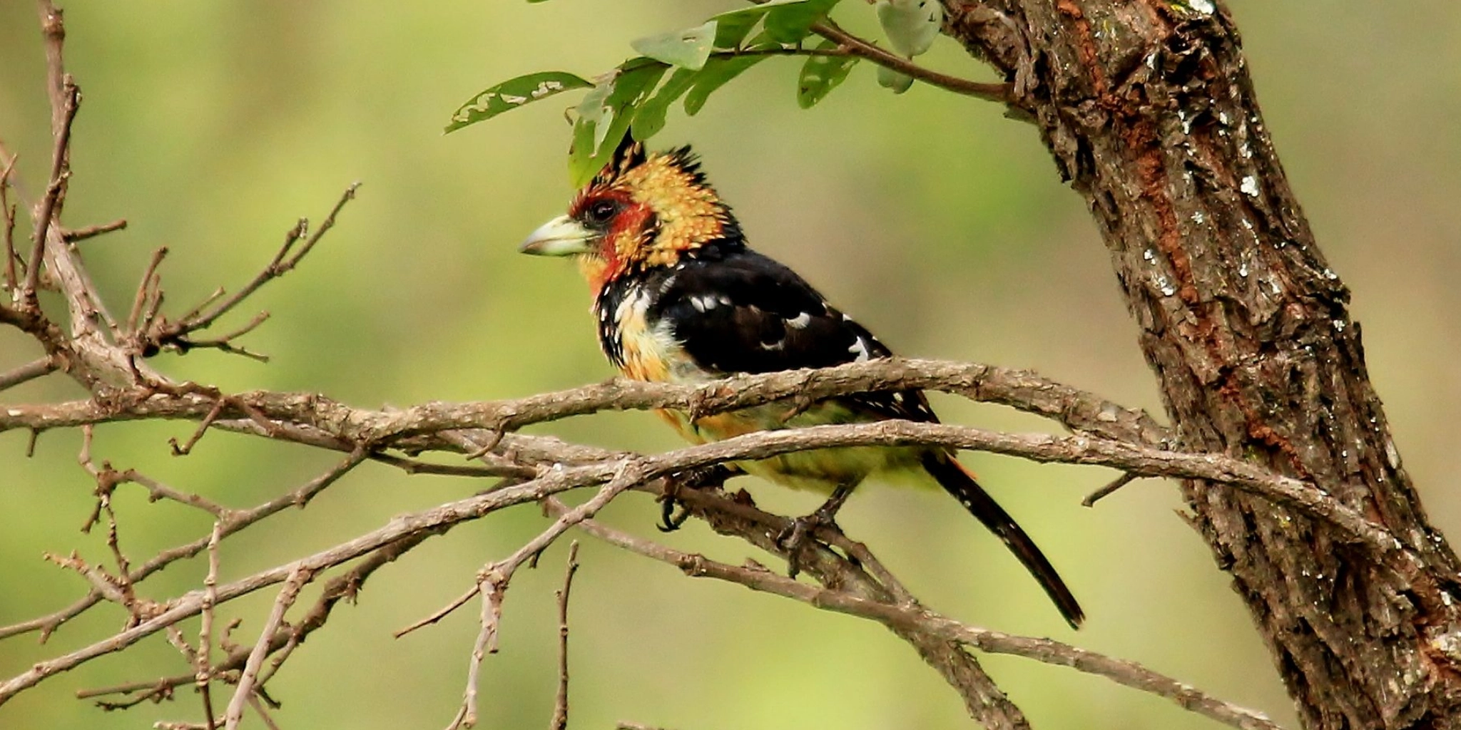 5 Days Bird Watching Safari in Rwanda