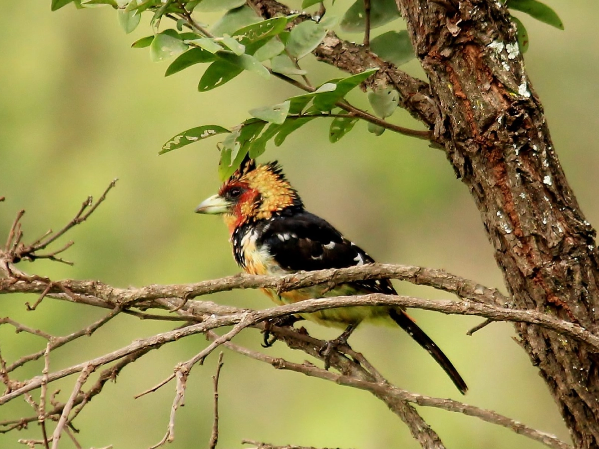 5 Days Bird Watching Safari in Rwanda