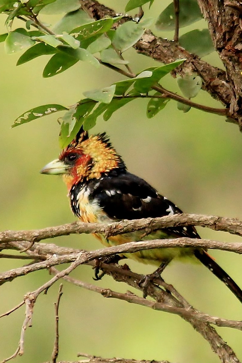5 Days Bird Watching Safari in Rwanda
