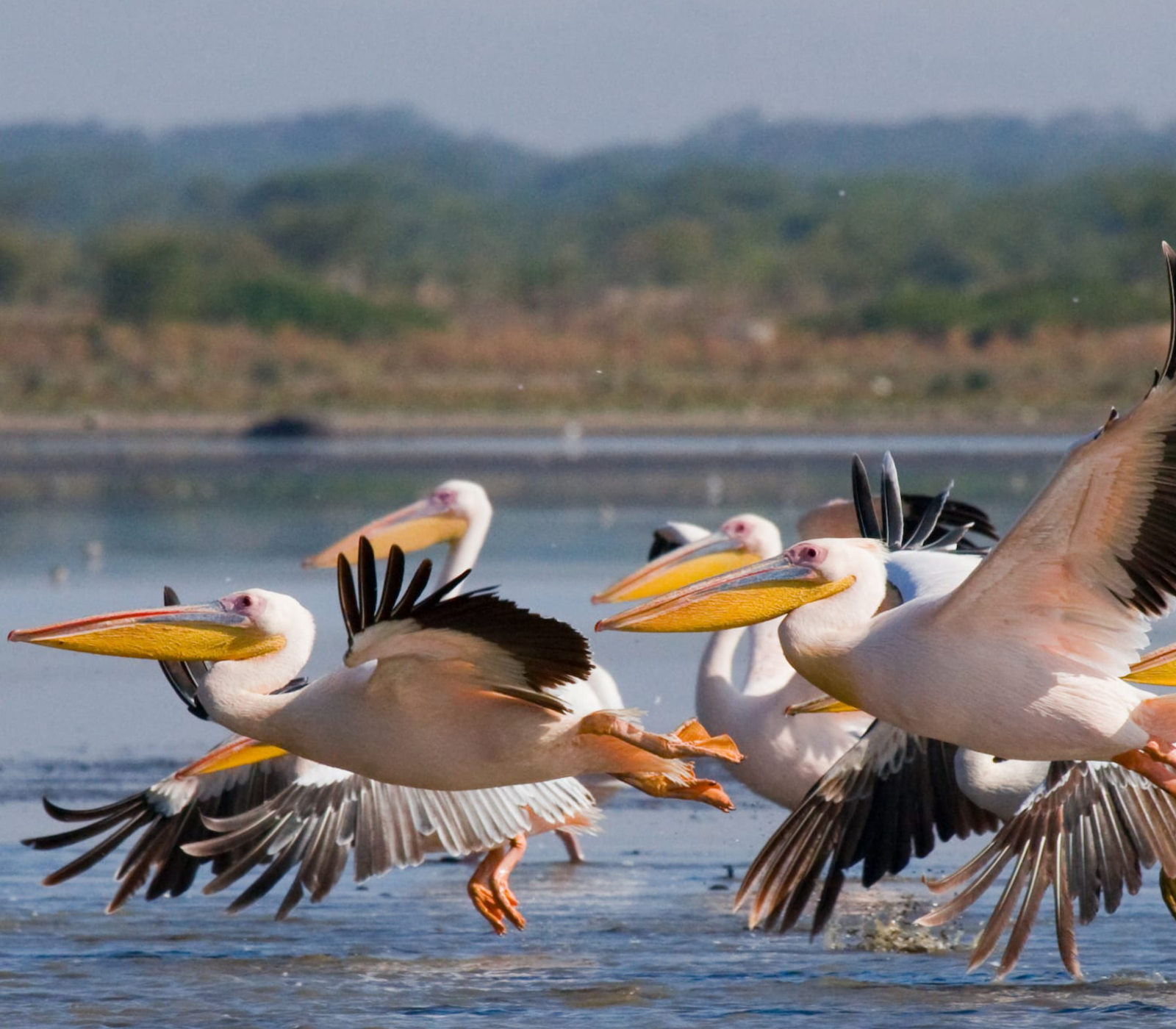 5-Days Kenya Safari: Masai Mara, Lake Naivasha, Amboseli & Coast Attractions