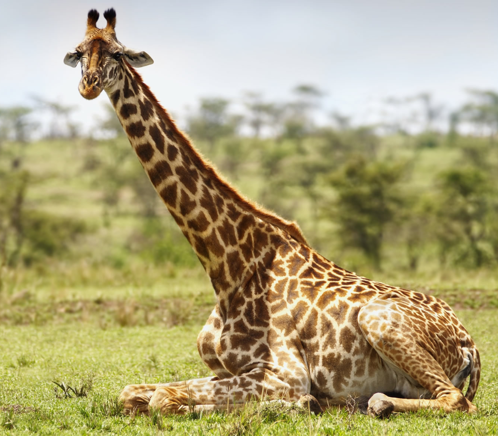 5-Days Kenya Safari: Masai Mara, Lake Naivasha, Amboseli & Coast Attractions