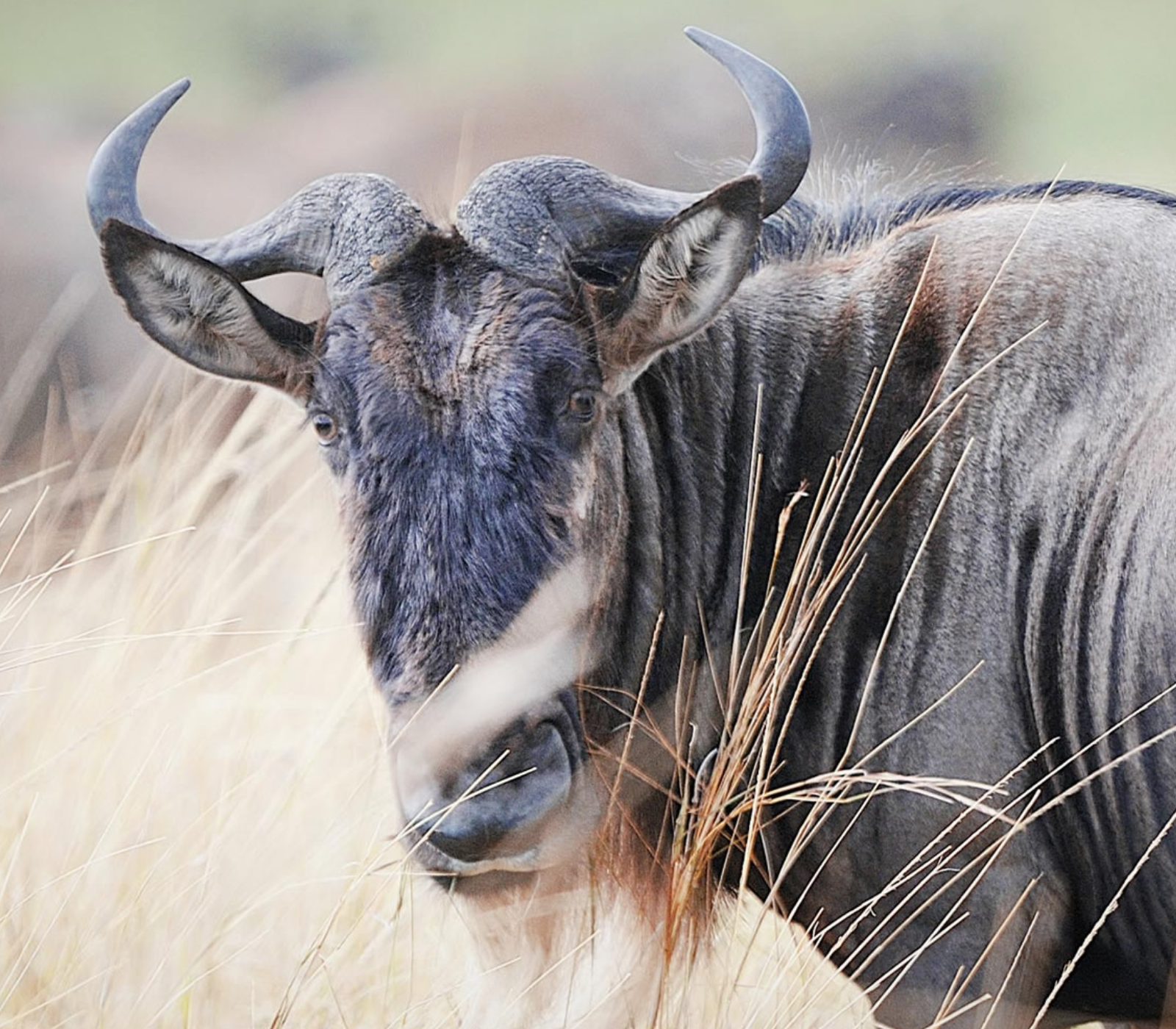 5-Days Kenya Safari: Masai Mara, Lake Naivasha, Amboseli & Coast Attractions