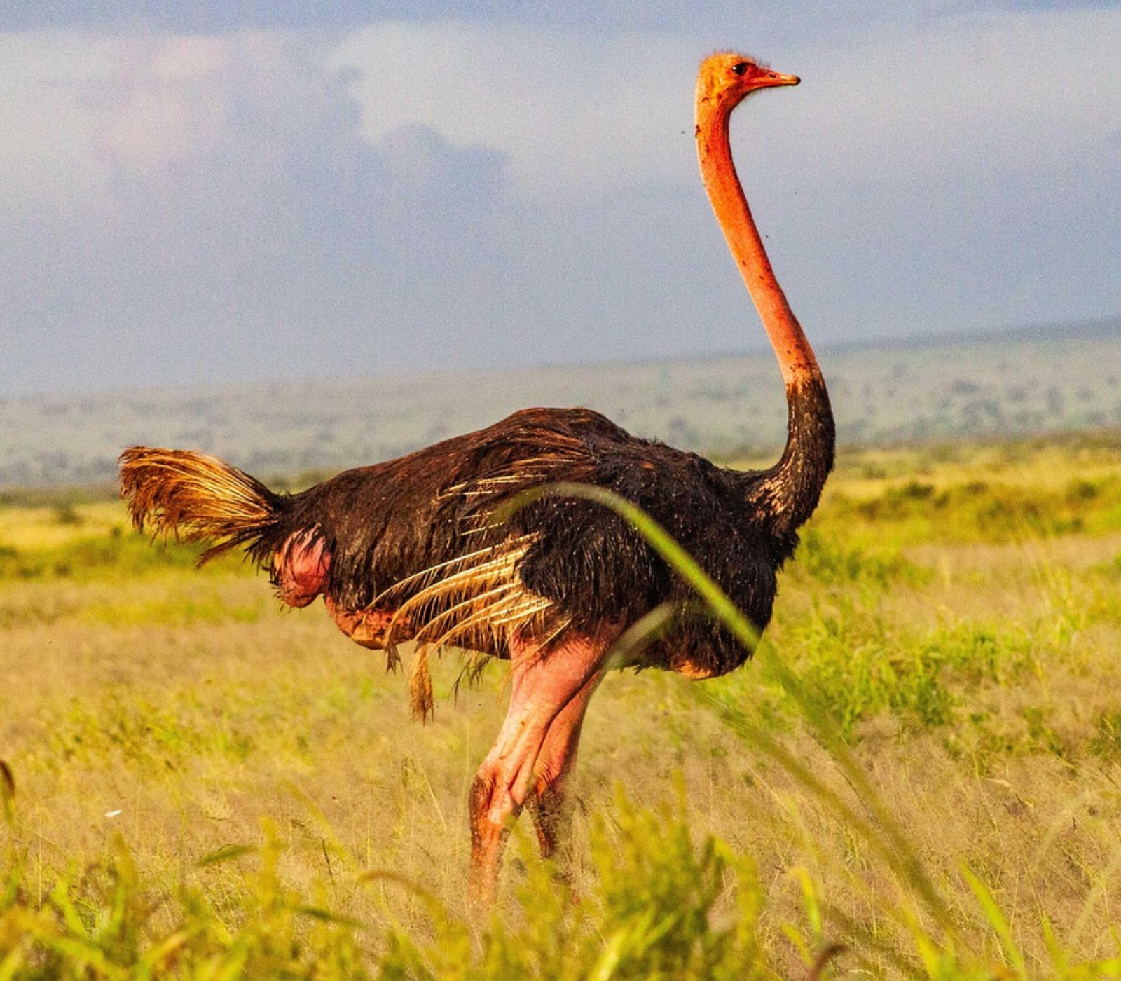 5-Days Masai Mara & Amboseli Safari Attractions