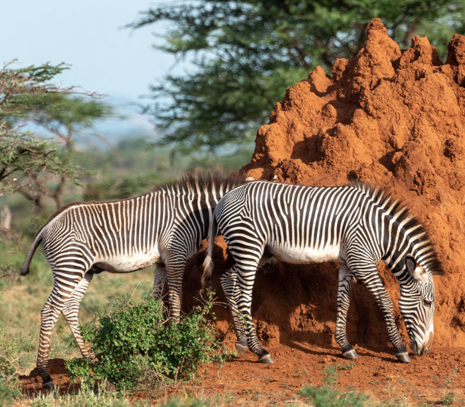 5-Days Masai Mara & Amboseli Safari Attractions