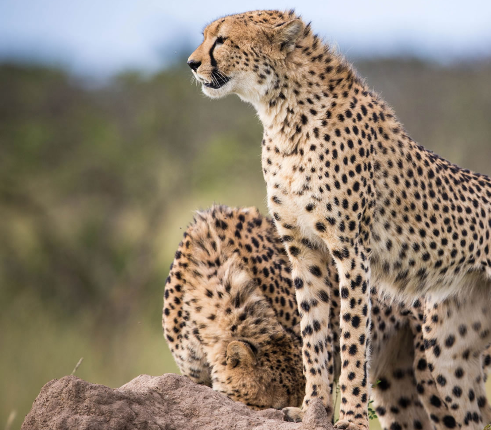5-Days Masai Mara & Amboseli Safari Attractions