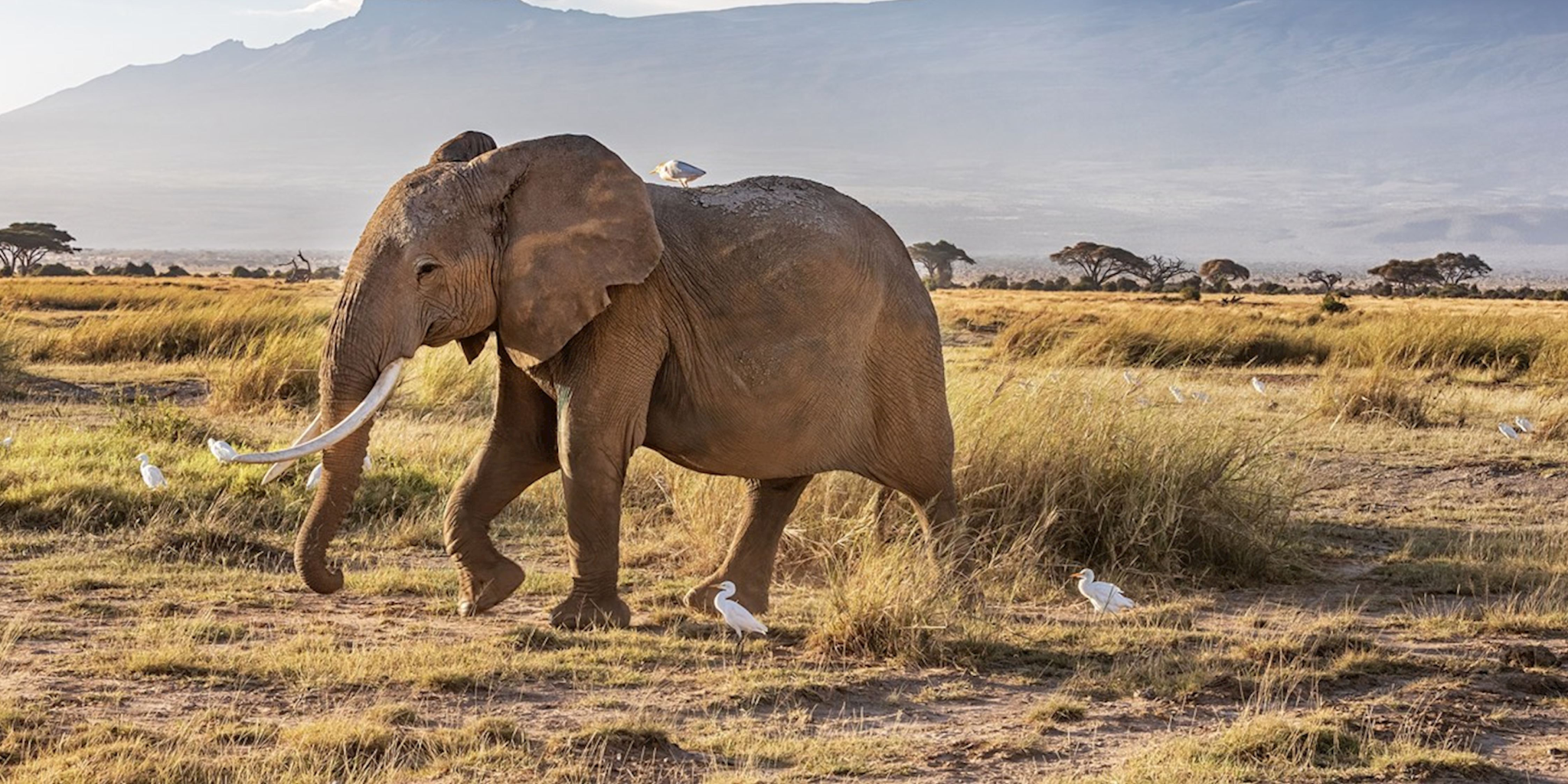 5-Days Masai Mara & Amboseli Safari