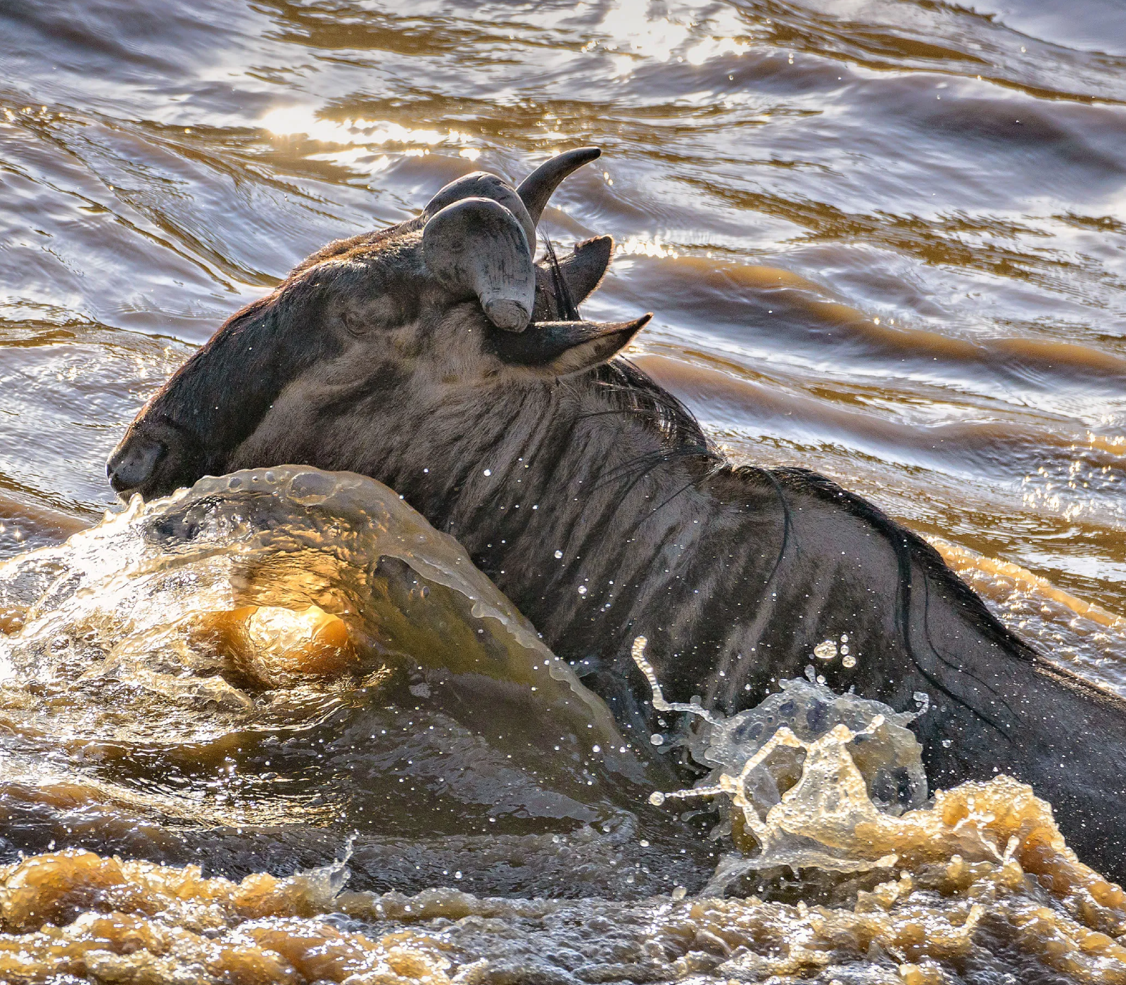 5-Days Masai Mara & Amboseli Safari To Kenya Beach Attractions