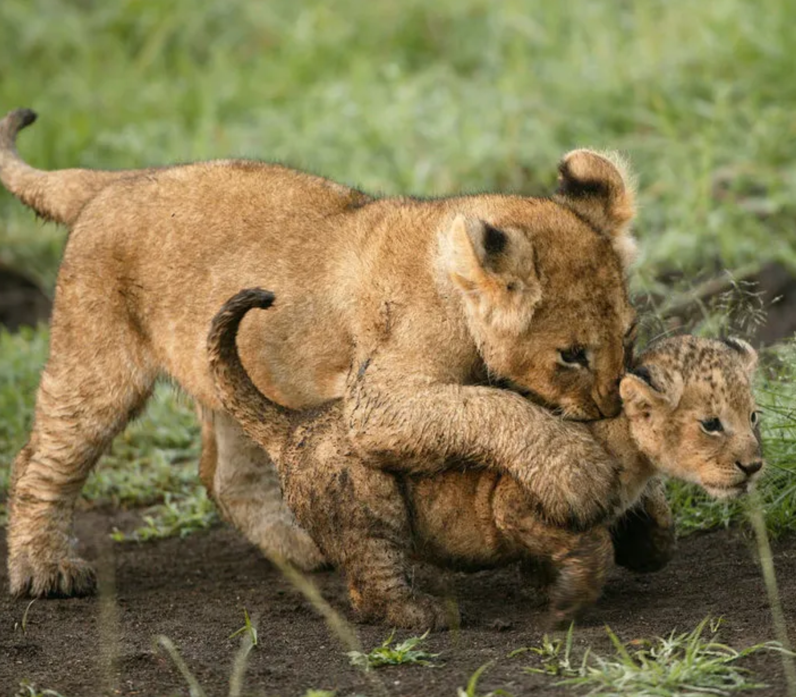 5-Days Masai Mara & Amboseli Safari To Kenya Beach Attractions