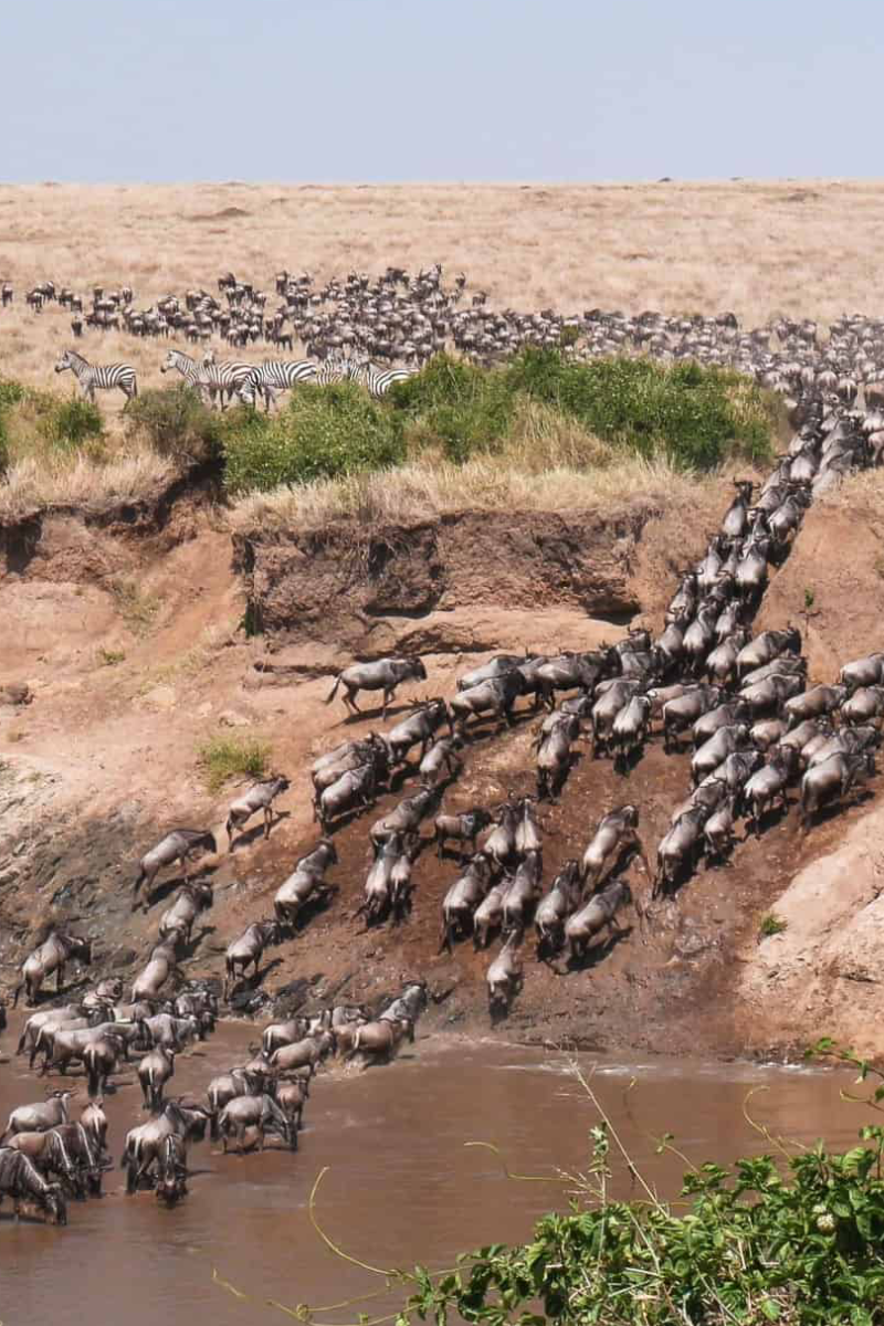 5-Days Masai Mara & Amboseli Safari To Kenya Beach