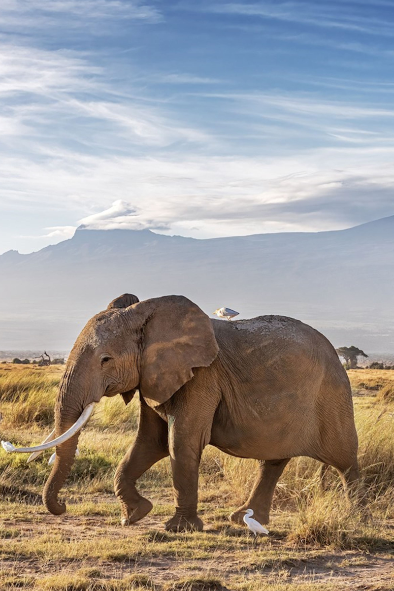 5-Days Masai Mara & Amboseli Safari