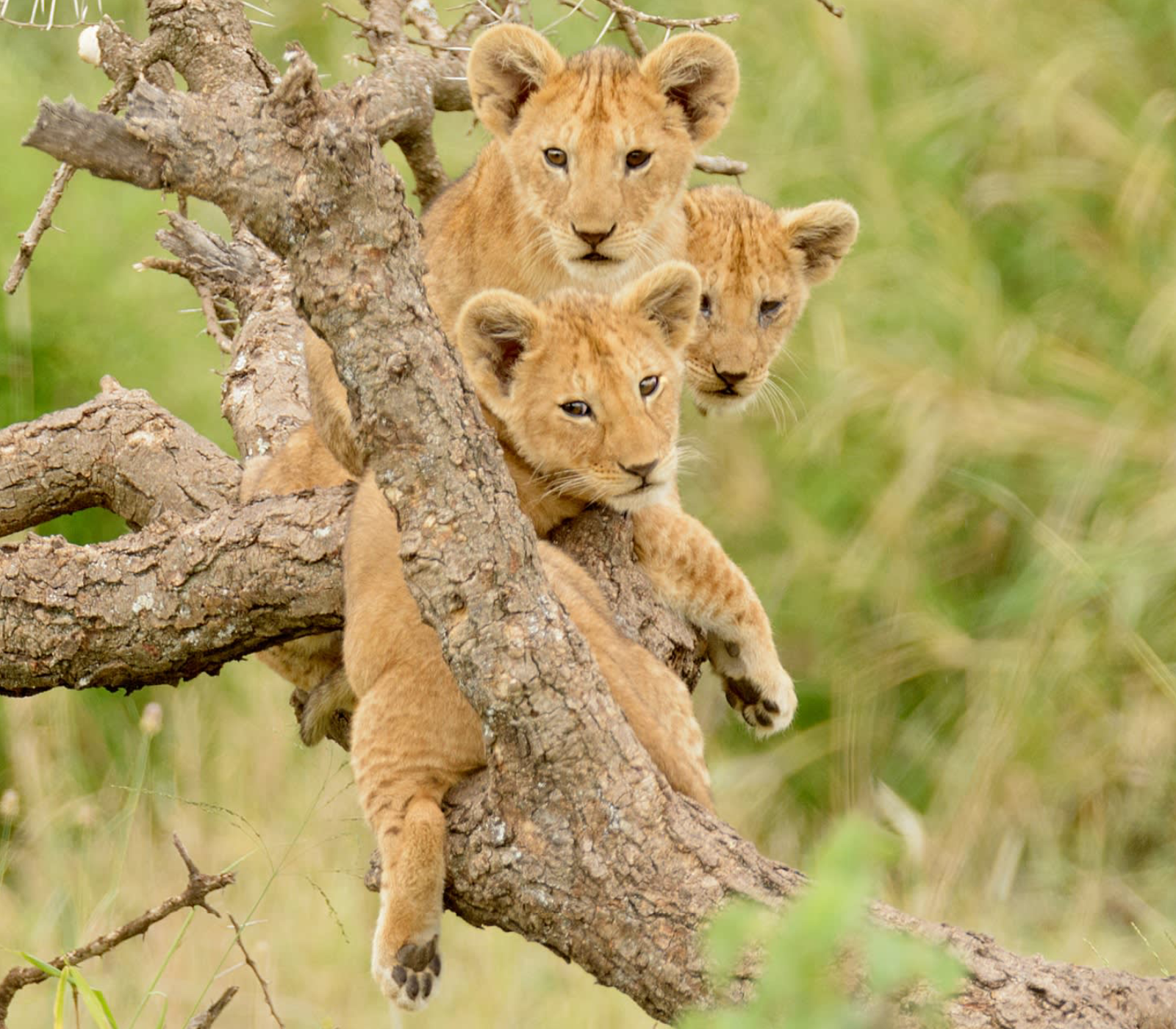 5-Days Safari Aberdare – Lake Nakuru – Masai Mara Attractions