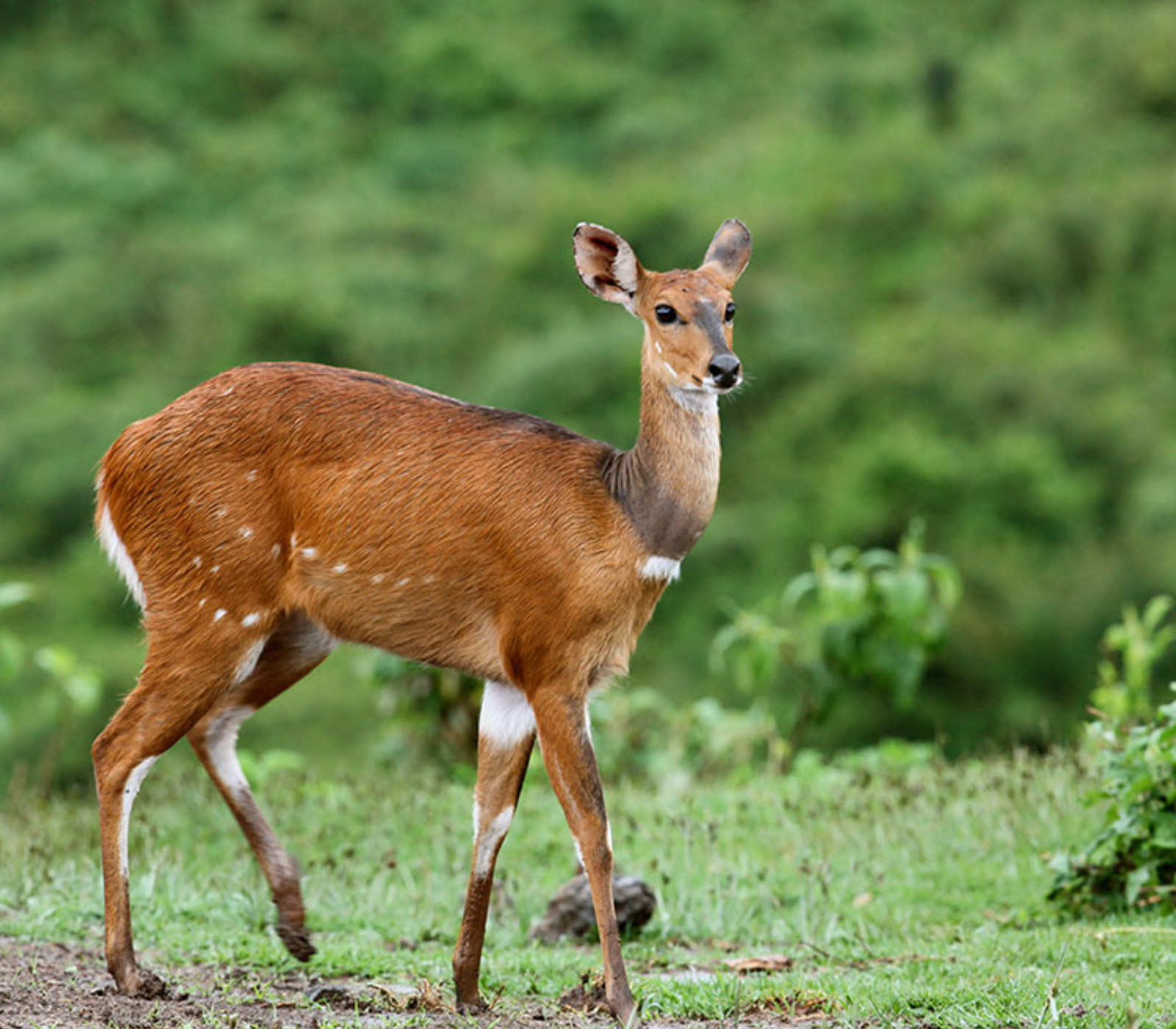 5-Days Safari Aberdare – Lake Nakuru – Masai Mara Attractions