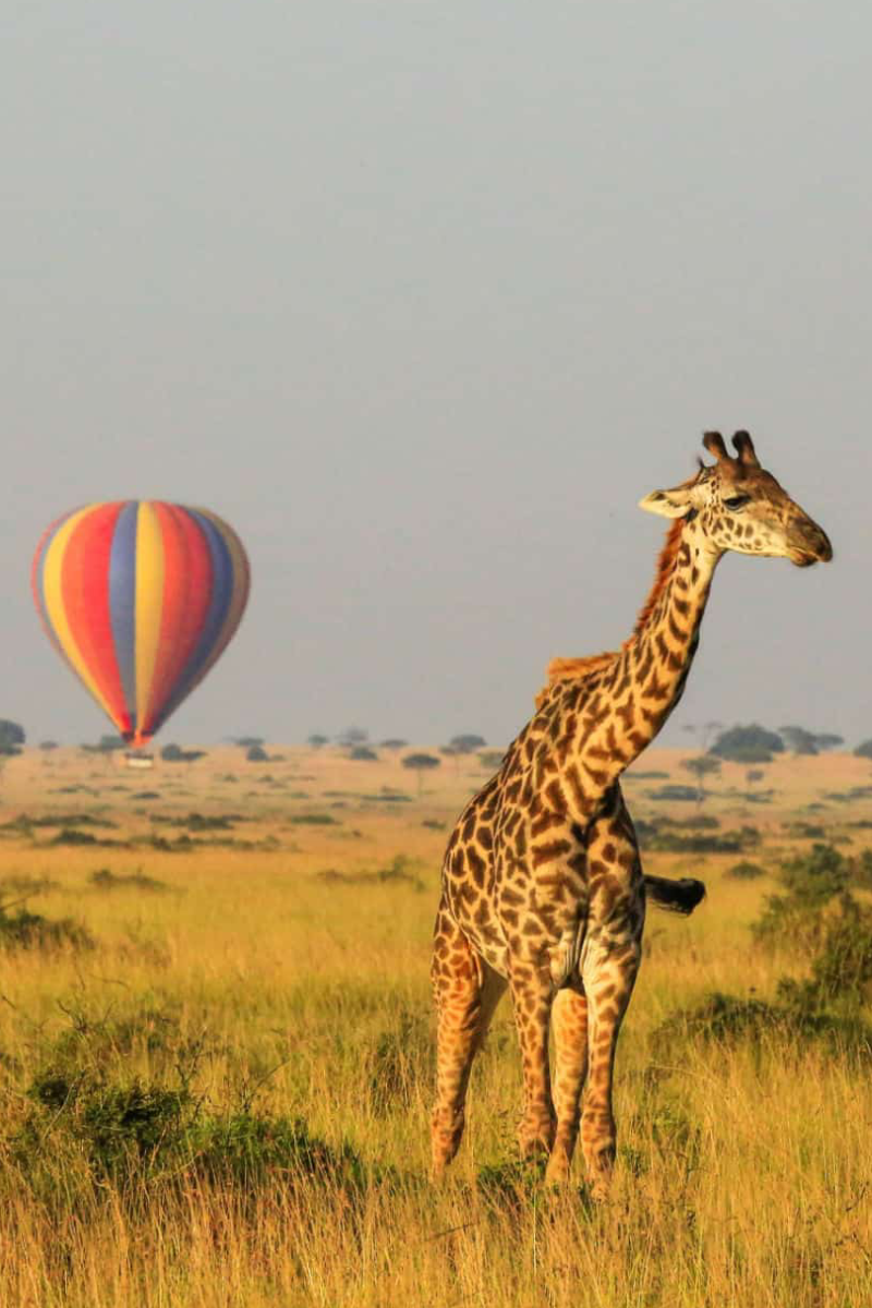 5-Days Safari Aberdare – Lake Nakuru – Masai Mara