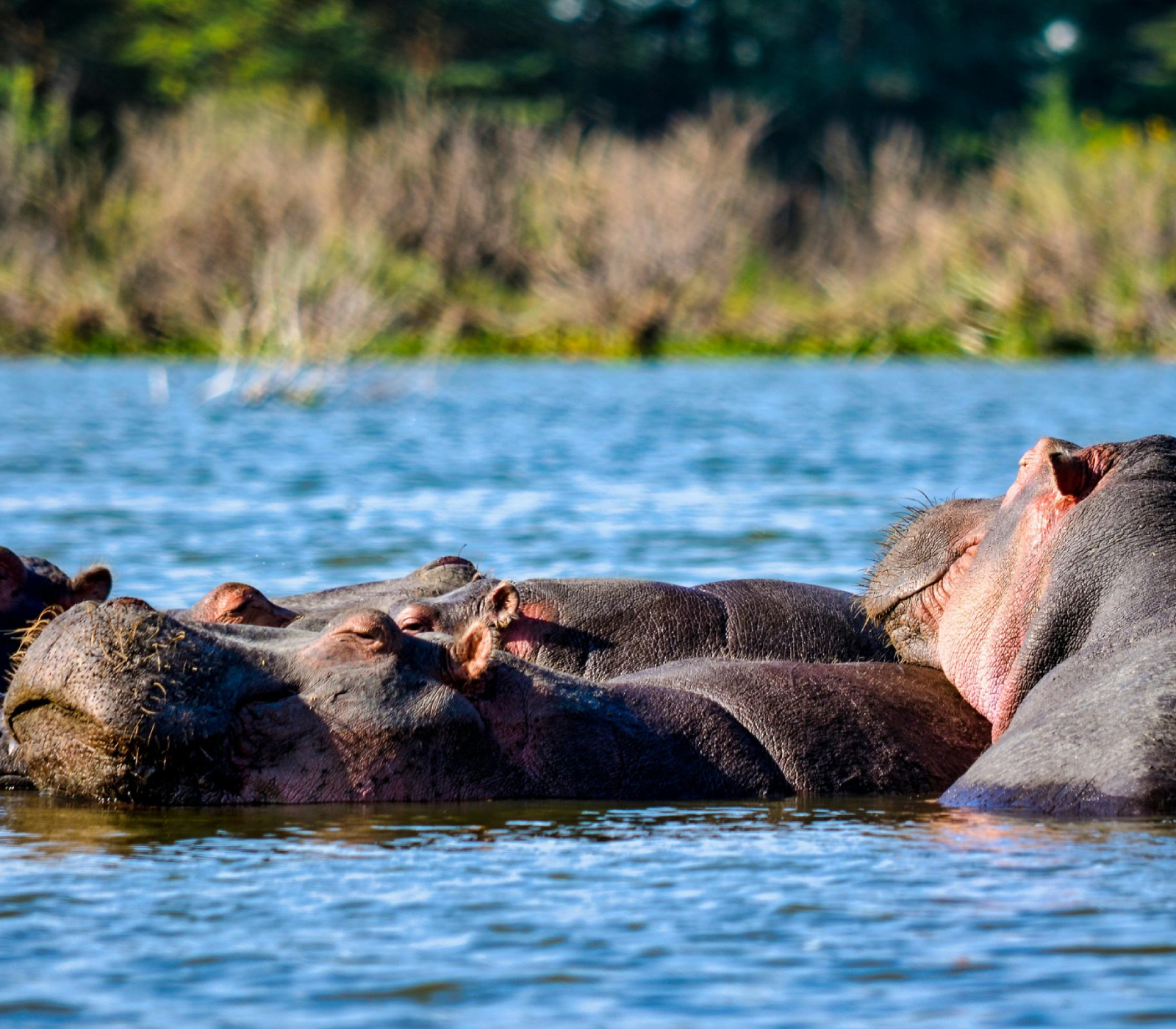5-Days Safari: Amboseli, Lake Naivasha & Masai Mara National Reserve Attractions