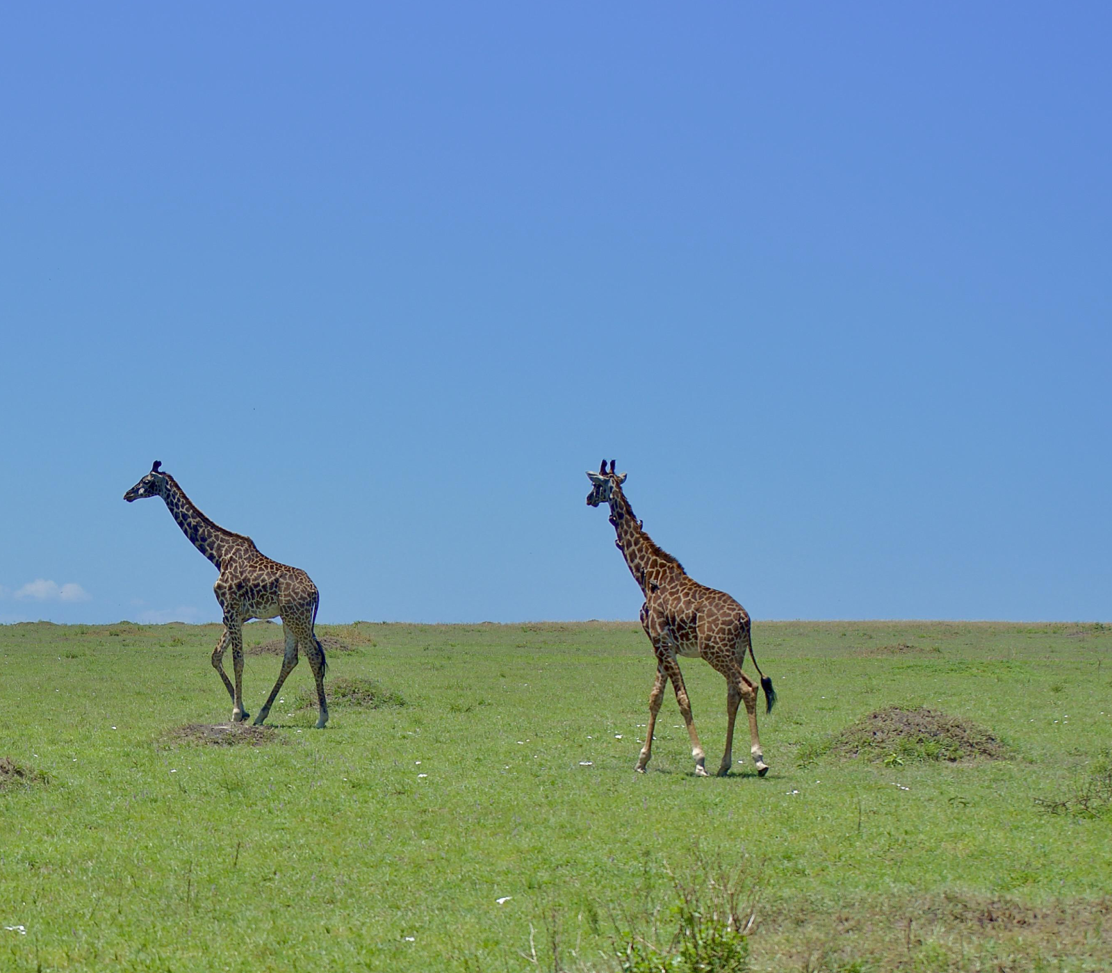 5-Days Safari: Amboseli, Lake Naivasha & Masai Mara National Reserve Attractions