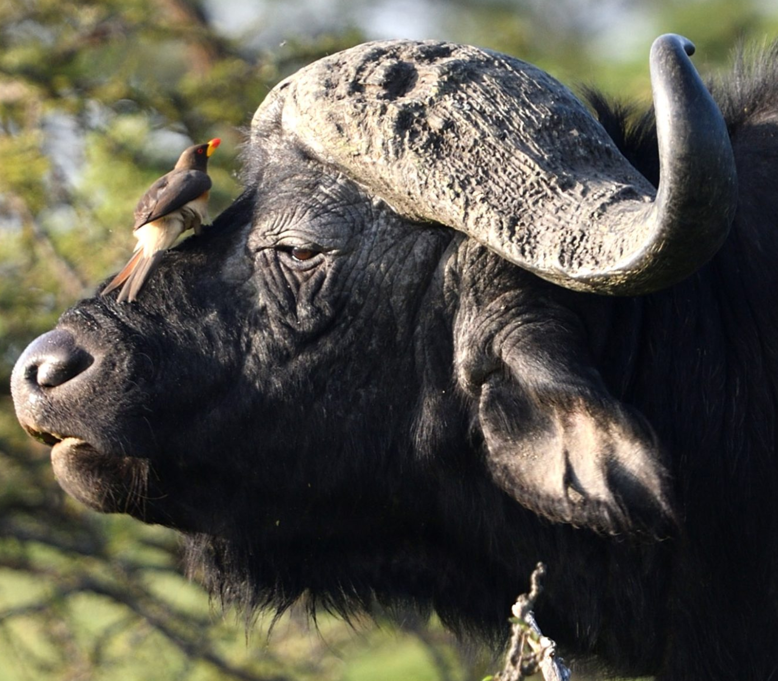 5-Days Safari: Amboseli, Lake Naivasha & Masai Mara National Reserve Attractions