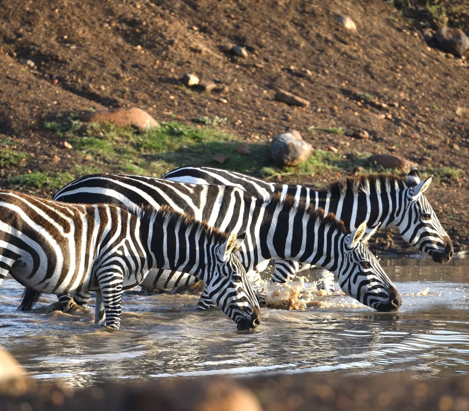 5-Days Safari: Amboseli, Lake Naivasha & Masai Mara National Reserve Attractions