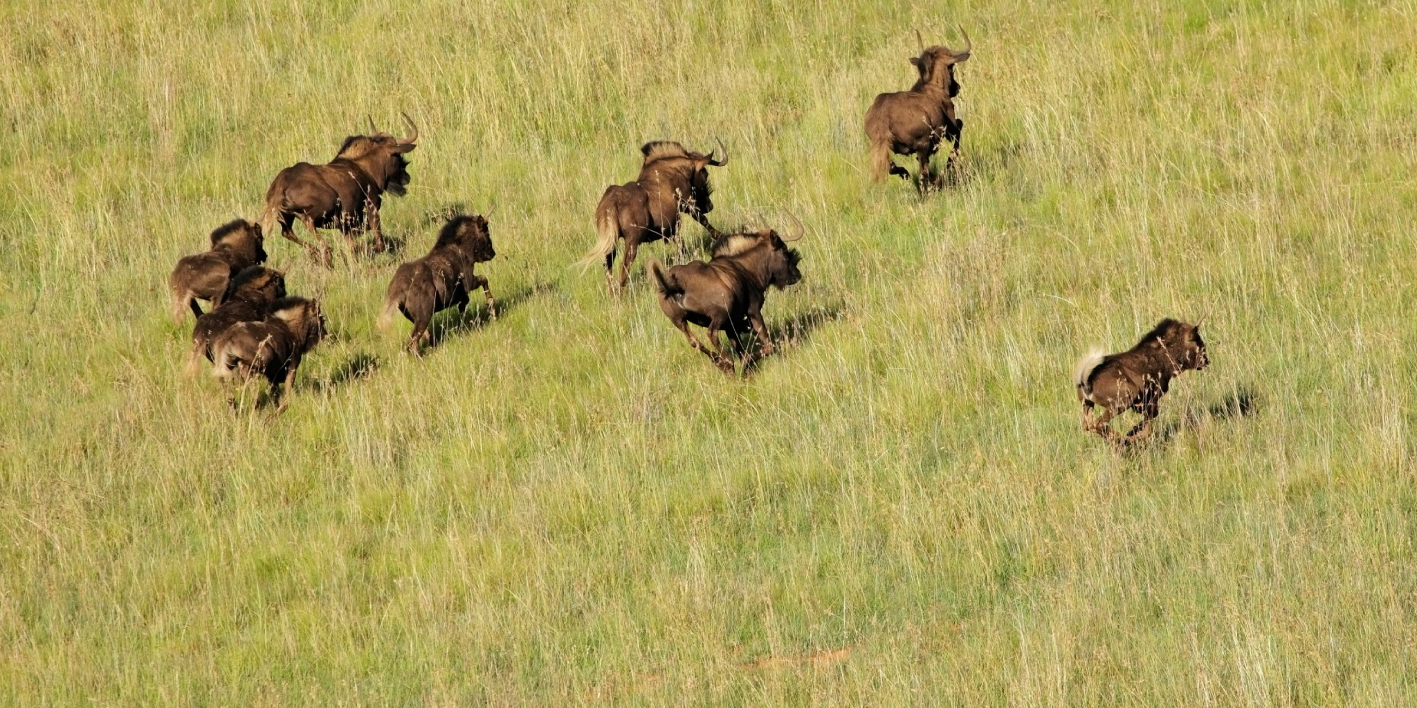 5-Days Safari: Amboseli, Lake Naivasha & Masai Mara National Reserve