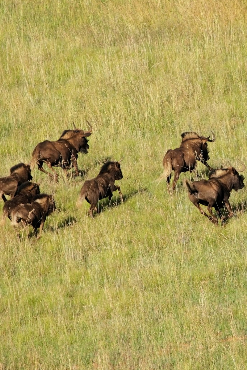 5-Days Safari: Amboseli, Lake Naivasha & Masai Mara National Reserve