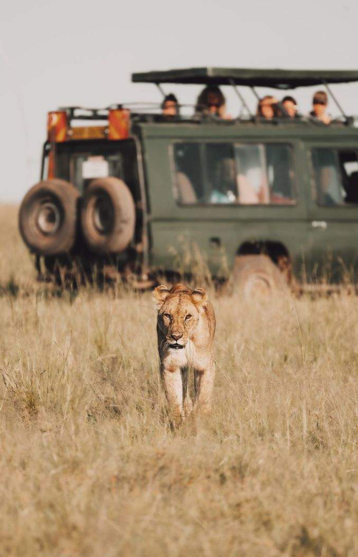 5-Days Safari: Amboseli – Lake Naivasha – Masai Mara Game Drives