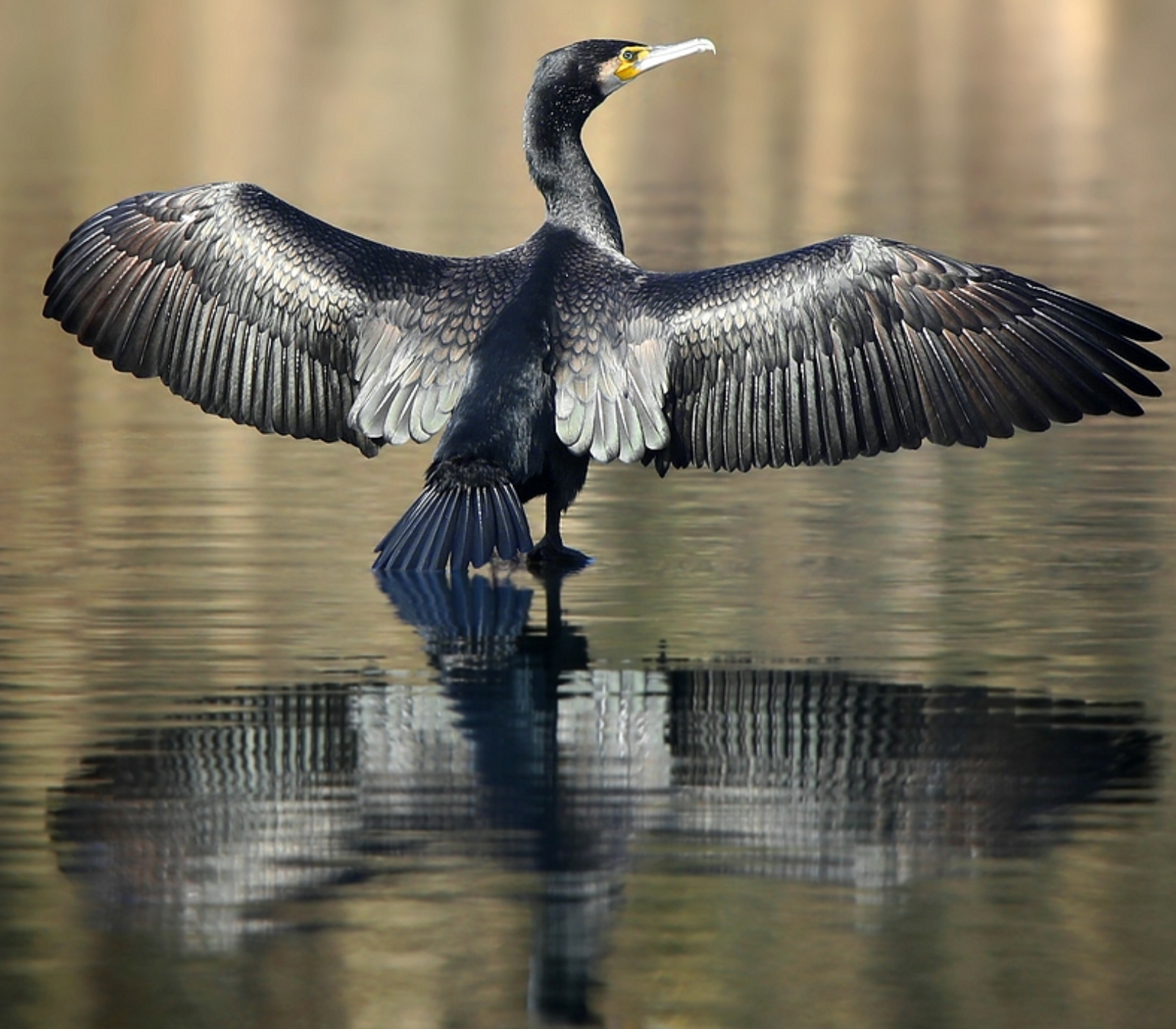 5-Days Safari: Amboseli – Lake Naivasha – Masai Mara Attractions