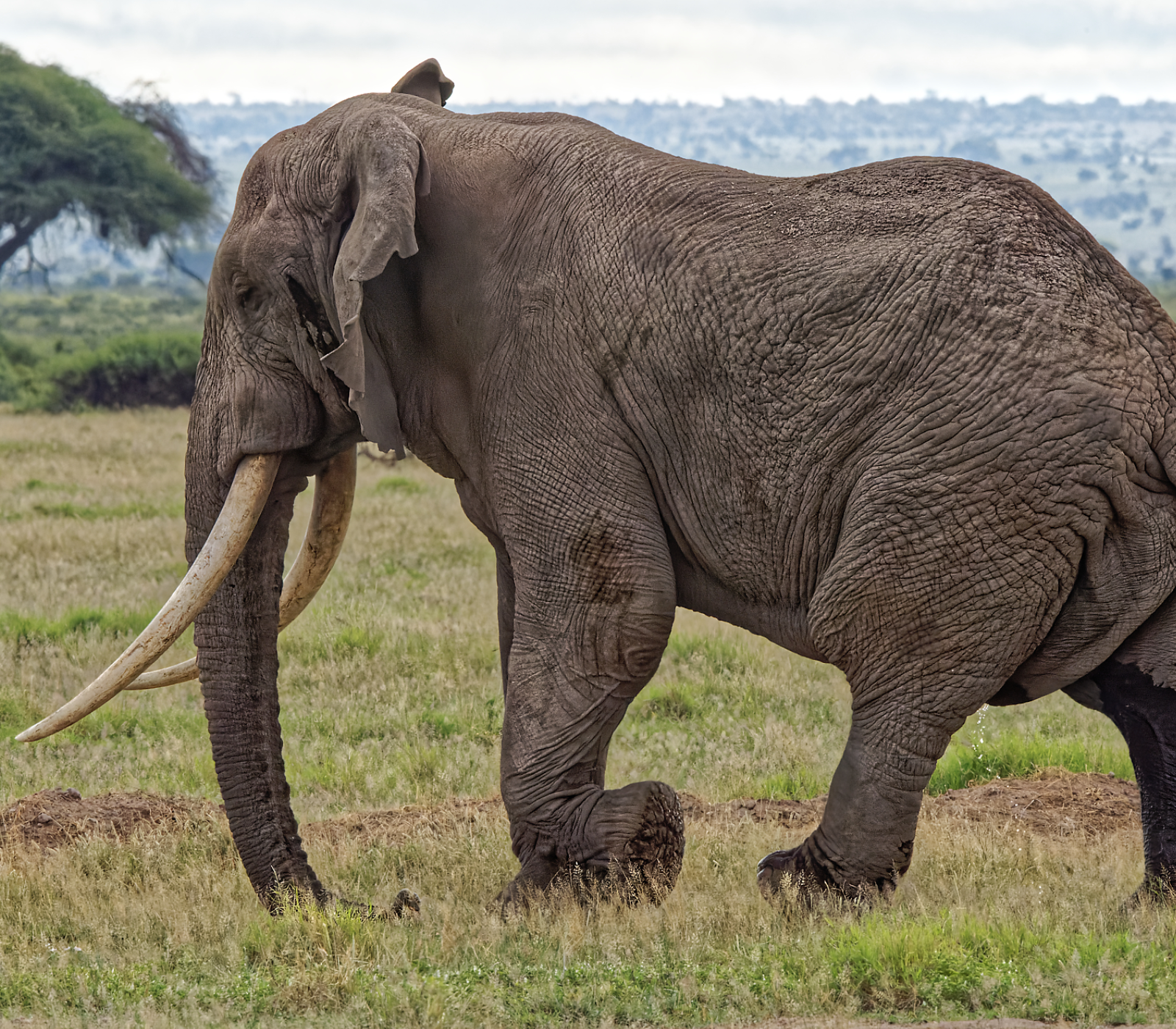 5-Days Safari: Amboseli – Lake Naivasha – Masai Mara Attractions