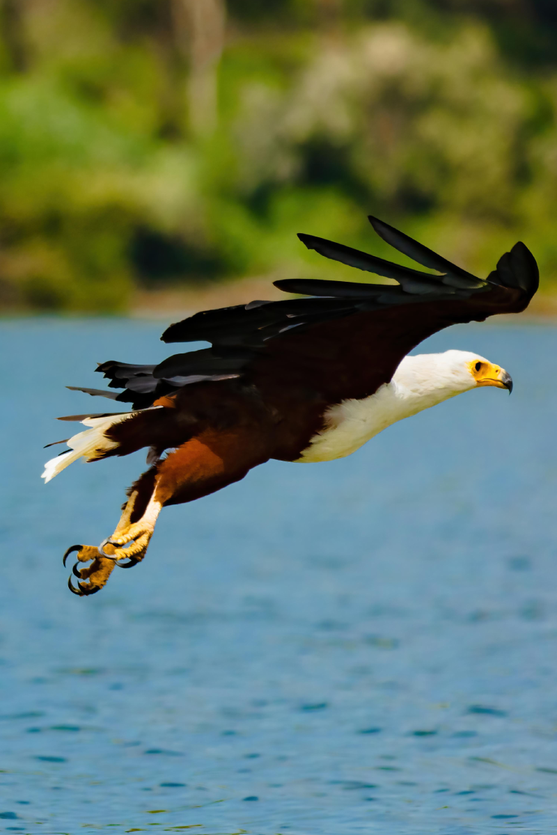 5-Days Safari: Amboseli – Lake Naivasha – Masai Mara