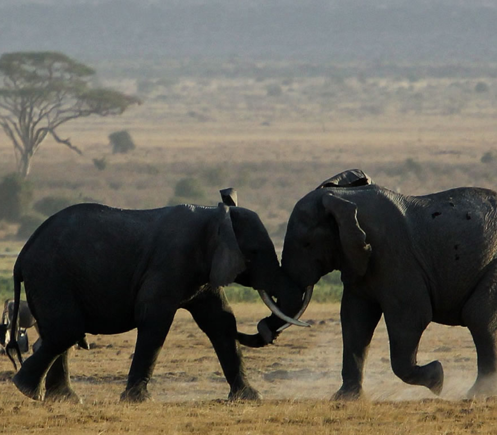 5-Days Safari: Amboseli, Tsavo West & Tsavo East – Nairobi To Coast Attractions