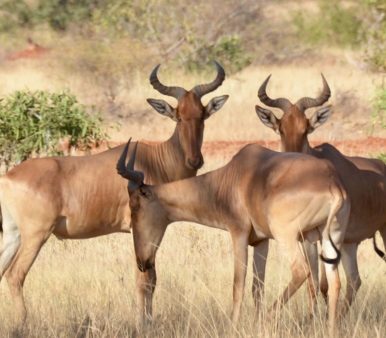 5-Days Safari: Amboseli, Tsavo West & Tsavo East – Nairobi To Coast Attractions