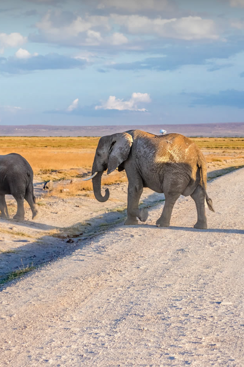 5-Days Safari: Amboseli, Tsavo West & Tsavo East – Nairobi To Coast