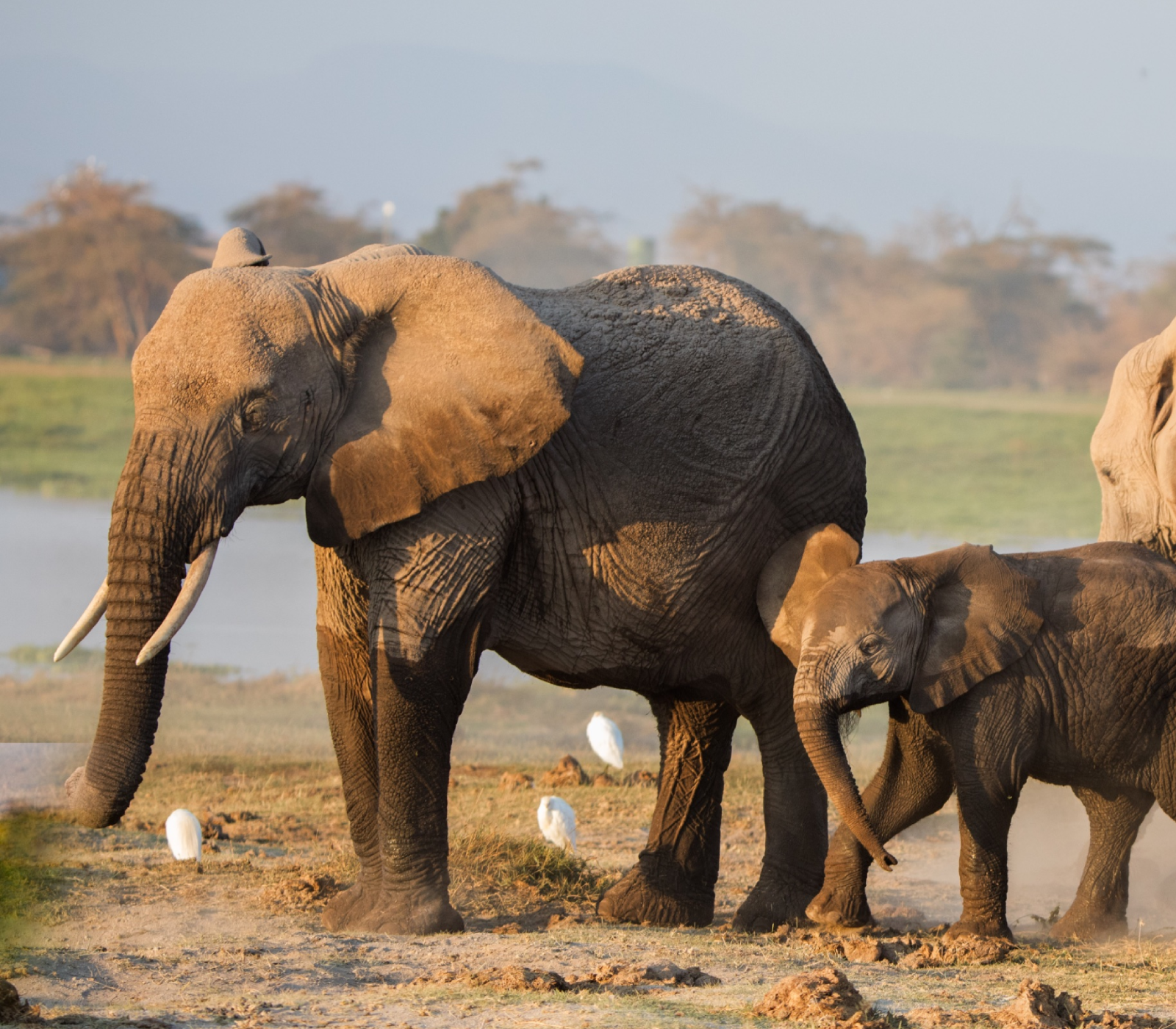 5-Days Safari From Diani Beach Attractions