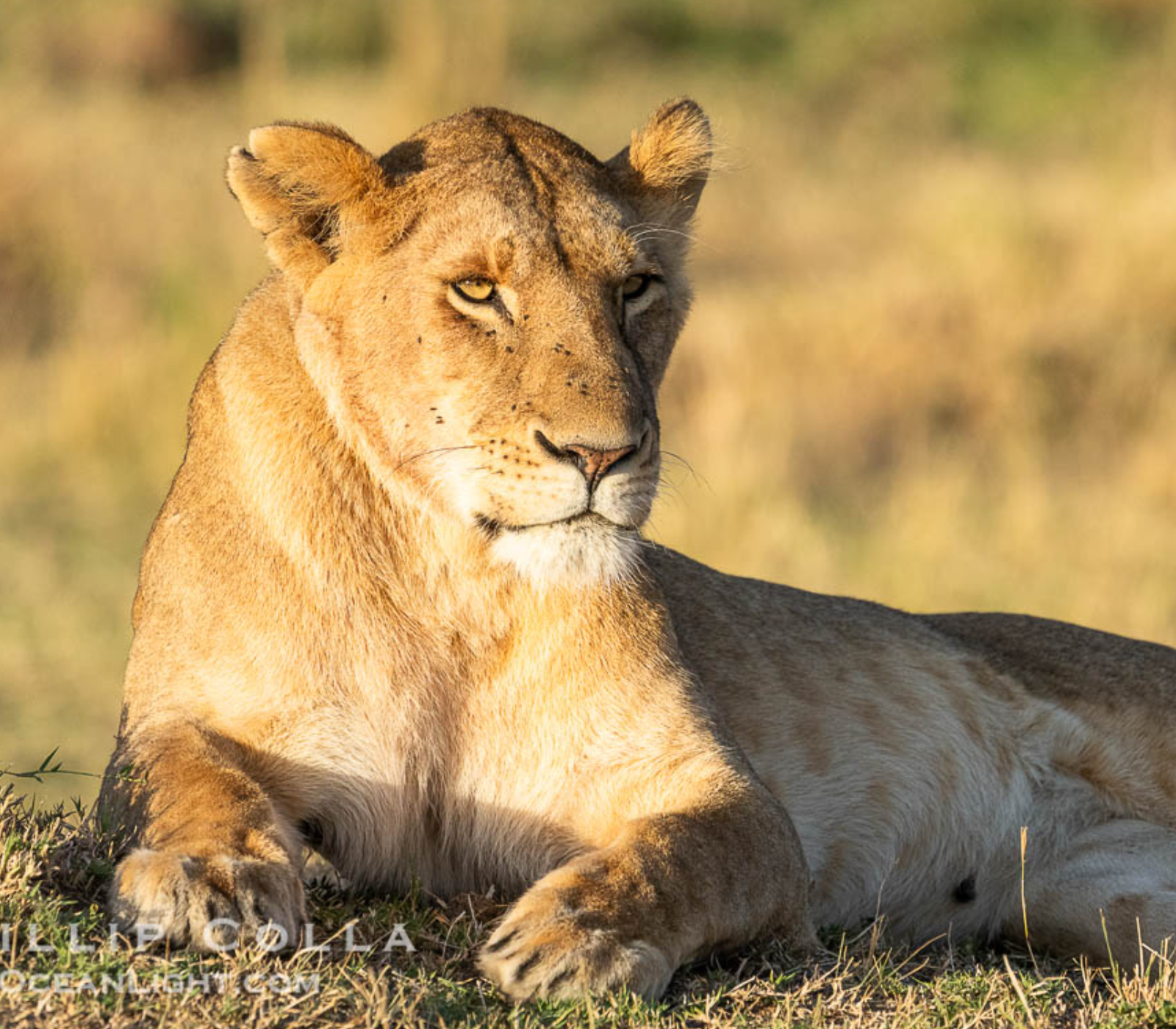5-Days Safari: Ol Pejeta – Lake Naivasha – Masai Mara Attractions