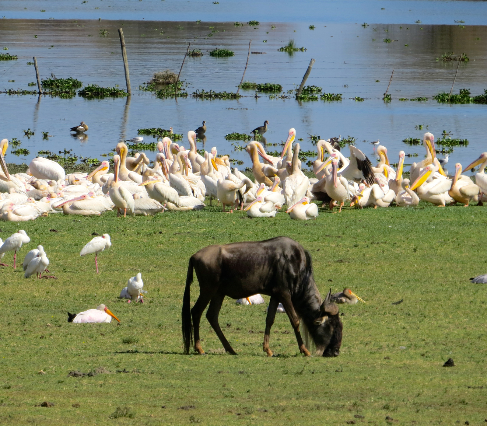 5-Days Safari: Ol Pejeta – Lake Naivasha – Masai Mara Attractions