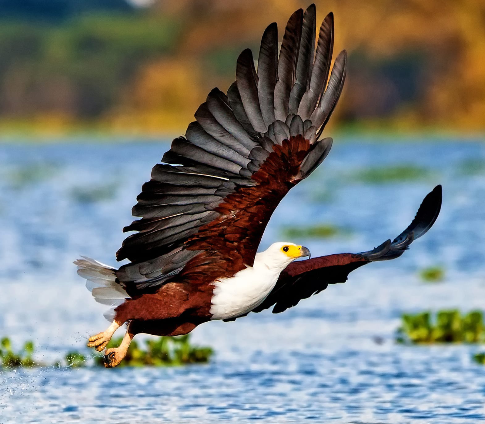 5-Days Safari: Ol Pejeta – Lake Naivasha – Masai Mara Attractions