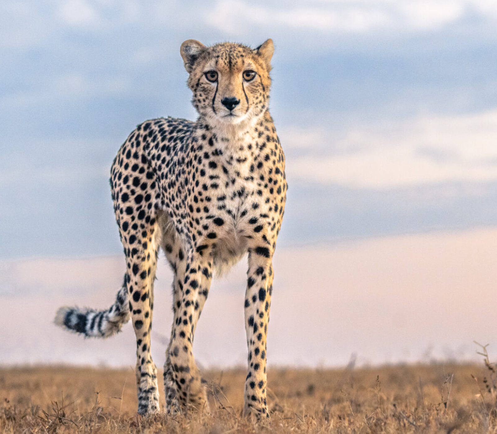 5-Days Safari: Ol Pejeta – Lake Naivasha – Masai Mara Attractions